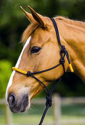 Ekkia Touwhalster met touw Zwart/Oranje Pony nodig? - ruitershopbeerens.nl