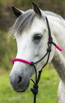 Ekkia Touwhalster met touw Zwart/Roze Pony nodig? - ruitershopbeerens.nl